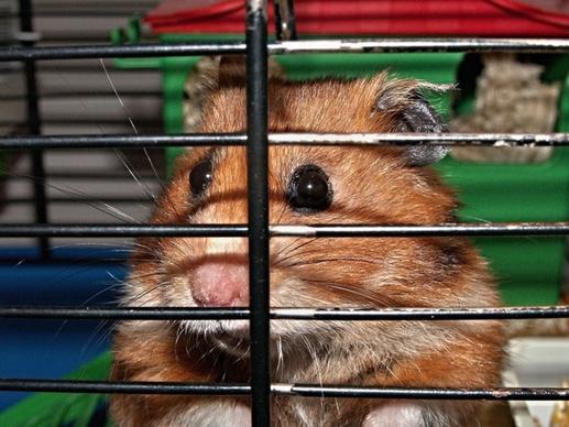 hamster cage the faces of