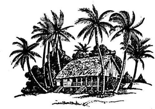 hand drawing coconut tree and house vector