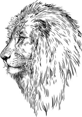 hand drawing lion vector