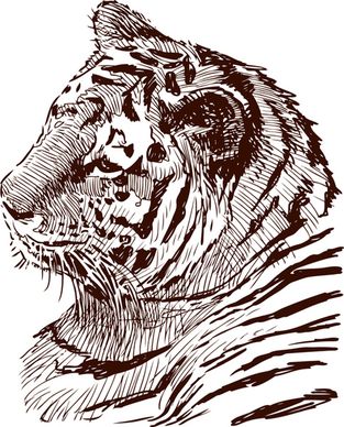 hand drawing tiger vector
