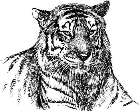 hand drawing tiger vector
