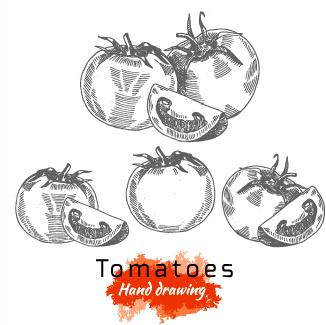 hand drawing tomatoes vector
