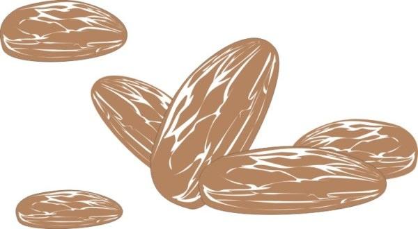 hand drawn almonds vector