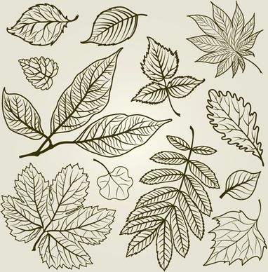 hand drawn autumn leafs vector