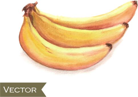 hand drawn banana watercolor vector