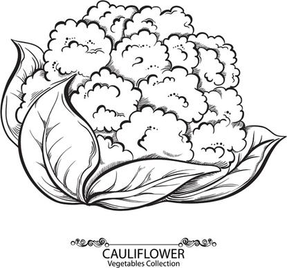 hand drawn cauliflower vegetables vector