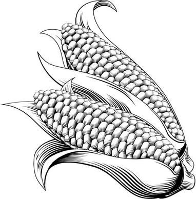 hand drawn corn vector design