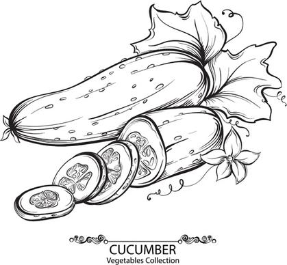 hand drawn cucumber vegetables vector