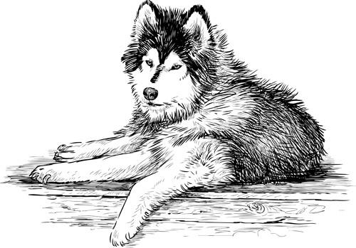 hand drawn huskies dog vector