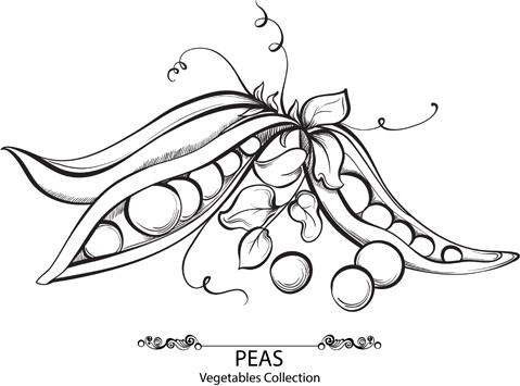hand drawn peas vegetables vector