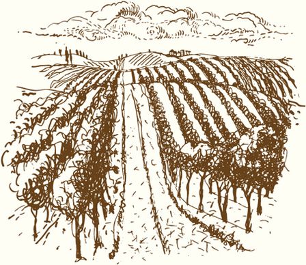 hand drawn retro vineyard elements vector