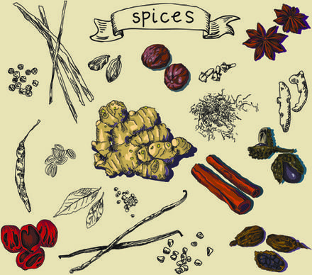 hand drawn spices creative vector