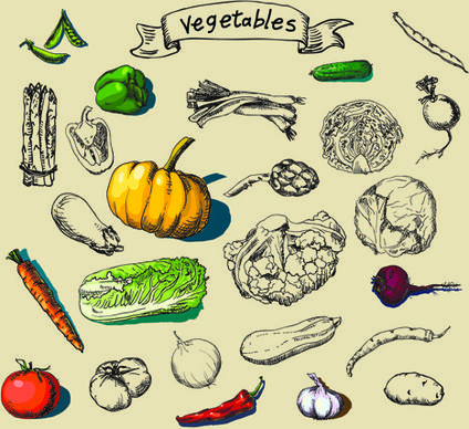 hand drawn vegetables creative vector