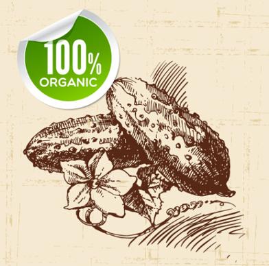 hand drawn vegetables with organic sticker vector