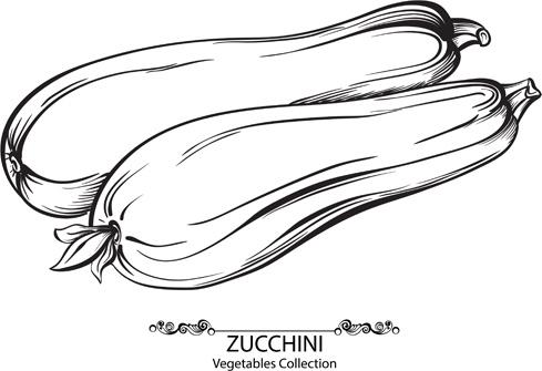 hand drawn zucchini vegetables vector