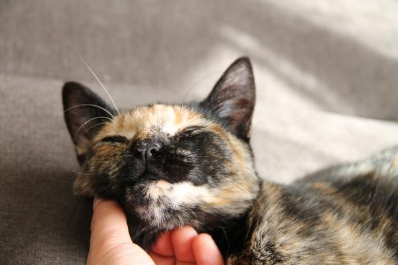 hand petting chin of cat