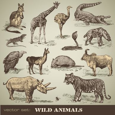 wild animals icons colored classical handdrawn sketch