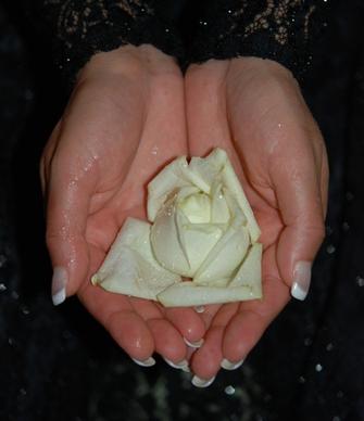 hands roses hand