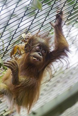hanging baby orangutan