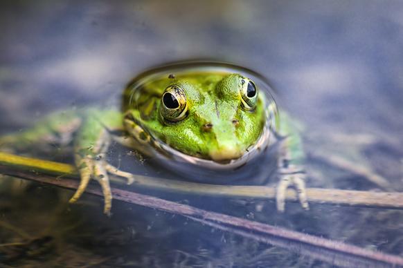 happy green frog