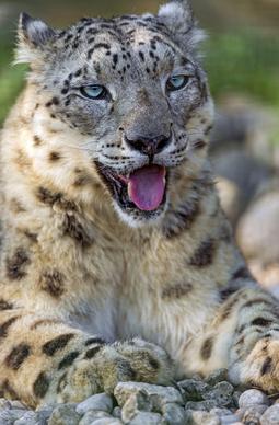 happy snow leopard