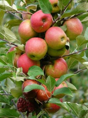 harvest apple ripe