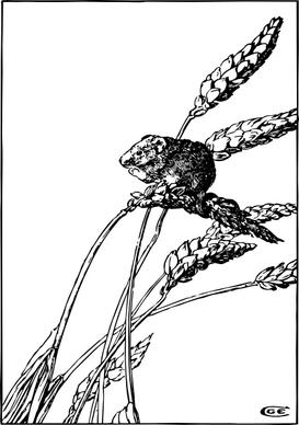 Harvest Mouse clip art
