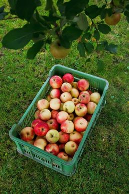 harvested apples