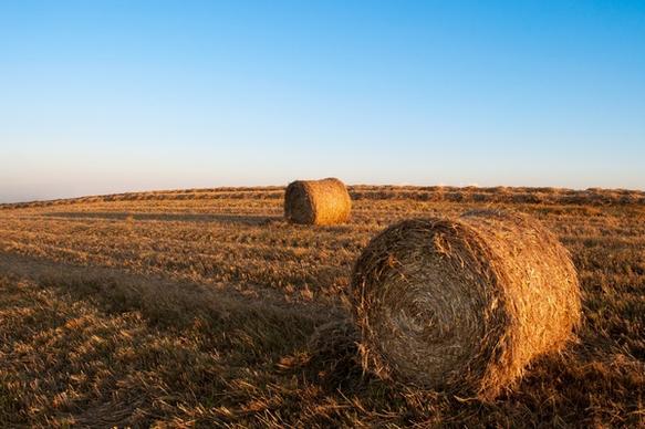 harvesting hay