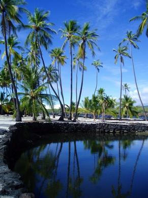 hawaii palms palm trees