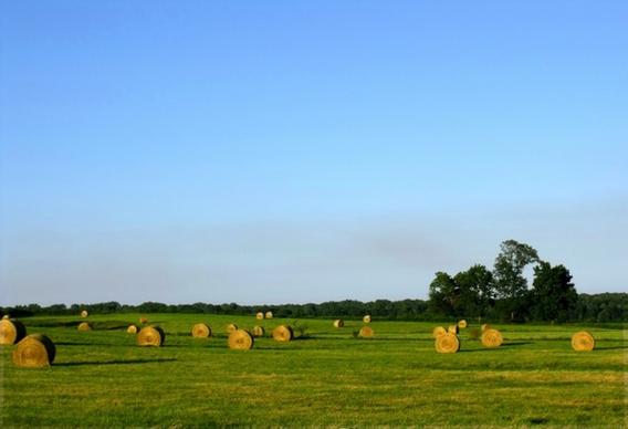 hay field farm