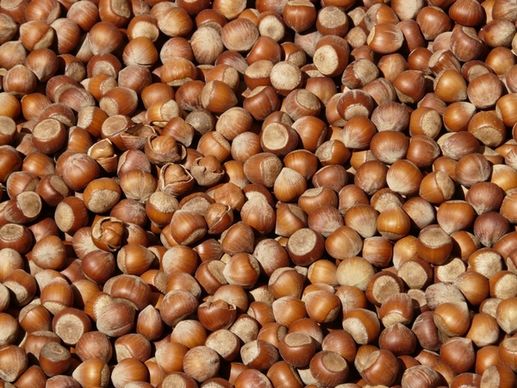 hazelnuts brown nuts