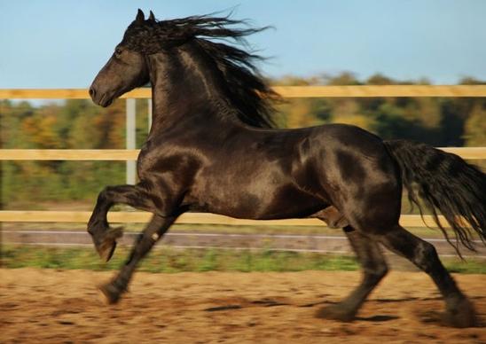 hd pictures of galloping horses 04