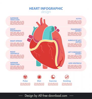 heart infographic design elements flat design 