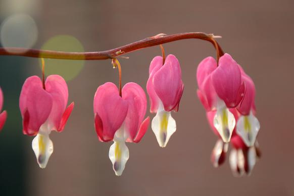 hearts of spring