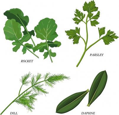 herb icons green leaf sketch