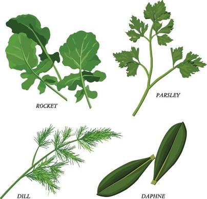 herbal leaves 02 vector