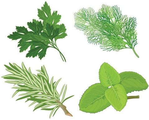 herbal leaves 04 vector