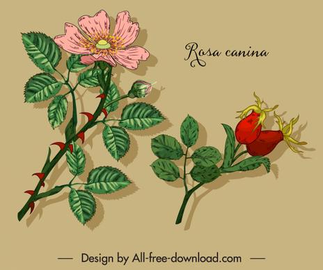 herbal plant icons floral sketch colored classic handdrawn