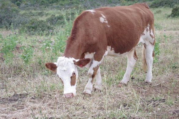 hereford cow