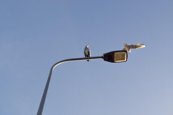 heron on a lamppost