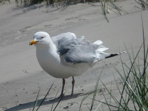 herring gull seagull fluffed up