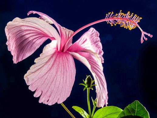 hibiscus backdrop picture elegant contrast closeup