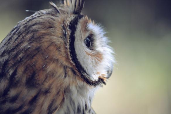 high resolution owl background