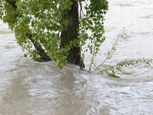 high water flooding tree