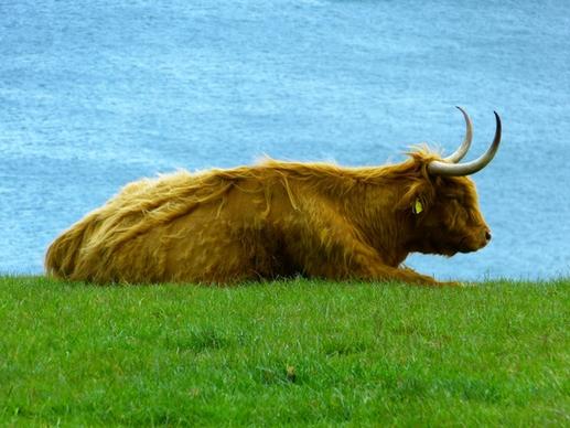 highland beef highland cattle kyloe