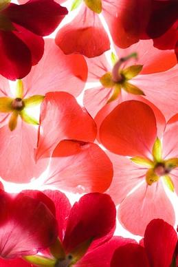 highquality pictures of red flowers background