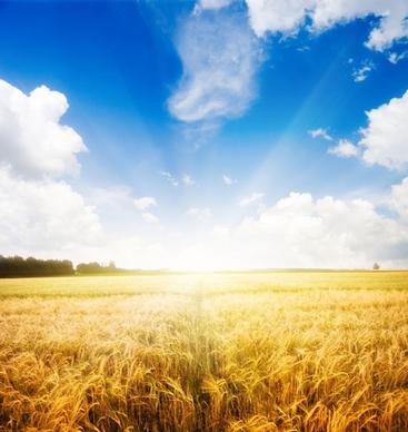 highquality pictures of the wheat fields under the sun