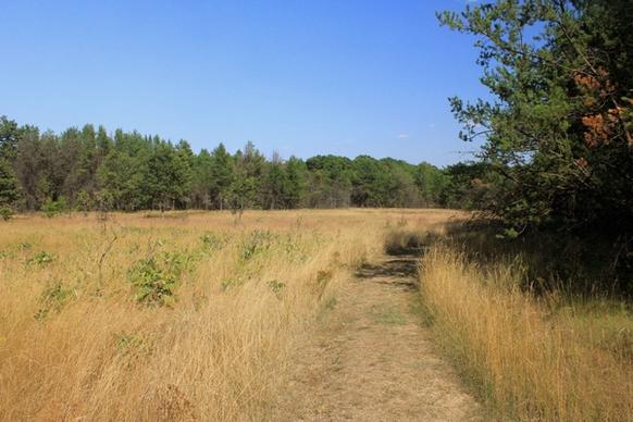 hiking path through field at mill bluff state park wisconsin