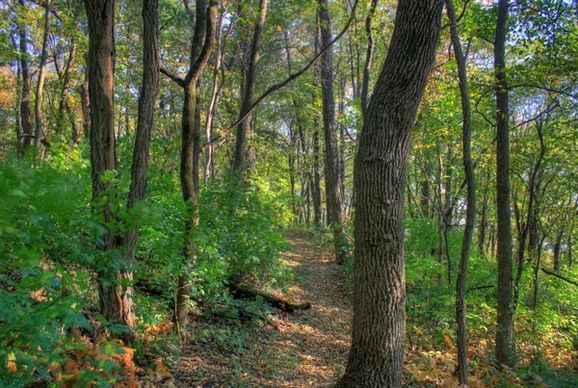 hiking trail in woods at belmont mounds state park wisconsin